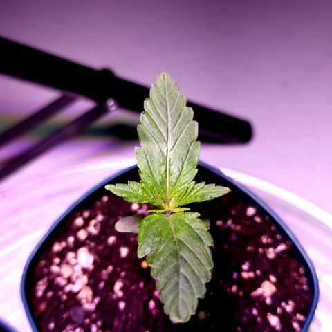 Bubba Kush growlog timeline photo