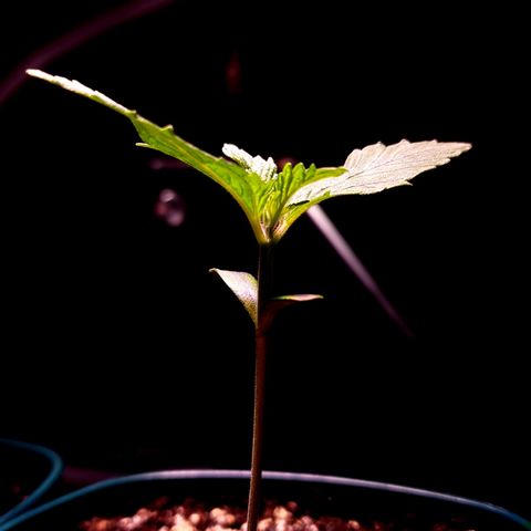 Bubba Kush growlog timeline photo