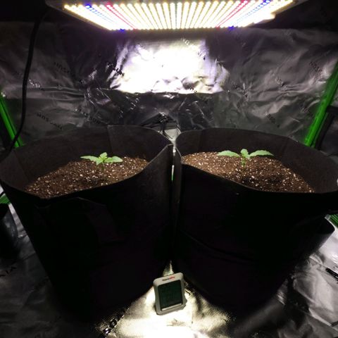 Granddaddy Purple growlog timeline photo