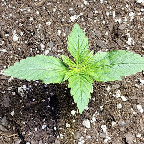 Bubba Kush growlog timeline photo