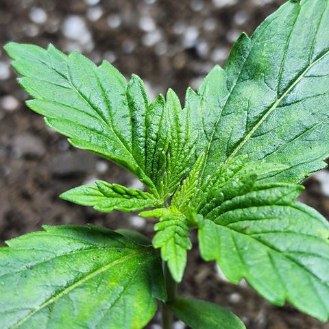 Bubba Kush growlog timeline photo