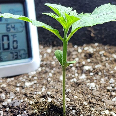 Bubba Kush growlog timeline photo