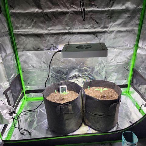 Bubba Kush growlog timeline photo