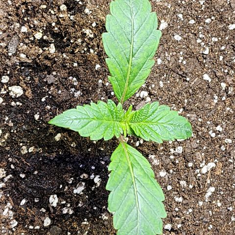 Granddaddy Purple growlog timeline photo