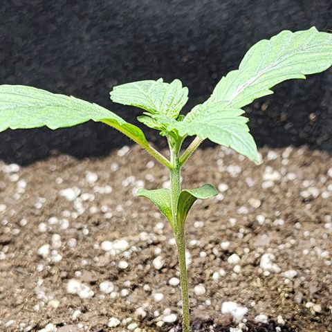 Granddaddy Purple growlog timeline photo