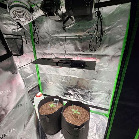 Bubba Kush growlog timeline photo