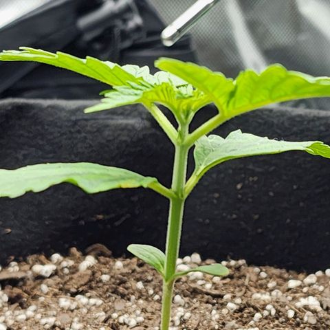 Bubba Kush growlog timeline photo