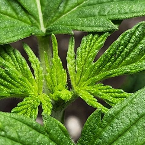 Bubba Kush growlog timeline photo
