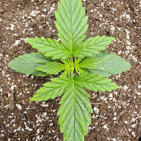 Bubba Kush growlog timeline photo