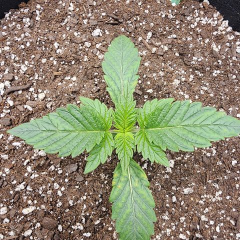 Granddaddy Purple growlog timeline photo