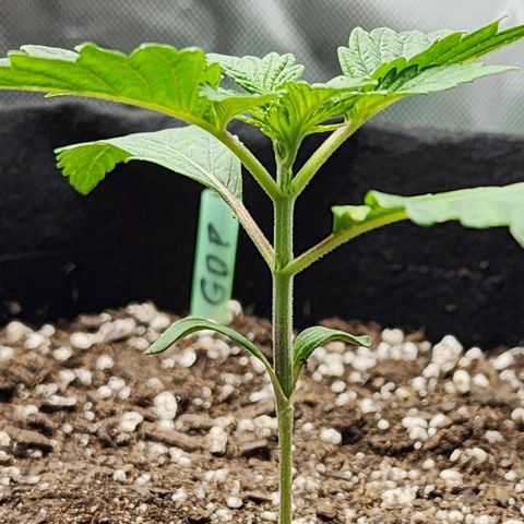 Granddaddy Purple growlog timeline photo