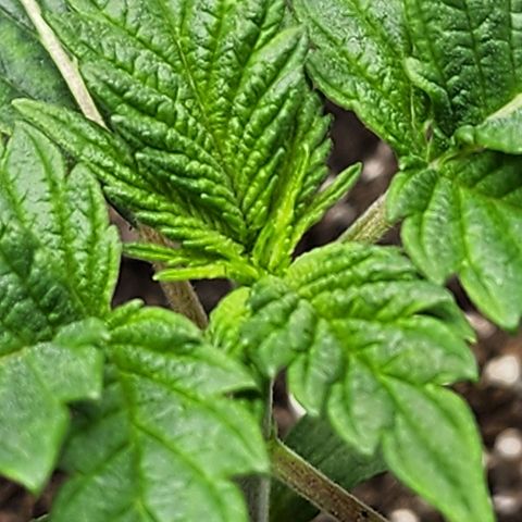 Granddaddy Purple growlog timeline photo