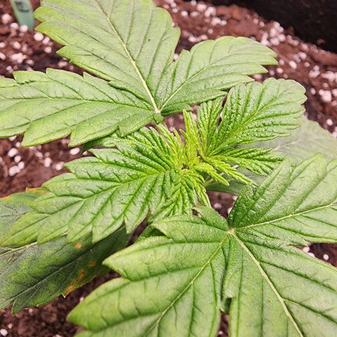 Bubba Kush growlog timeline photo