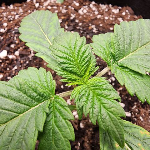 Granddaddy Purple growlog timeline photo