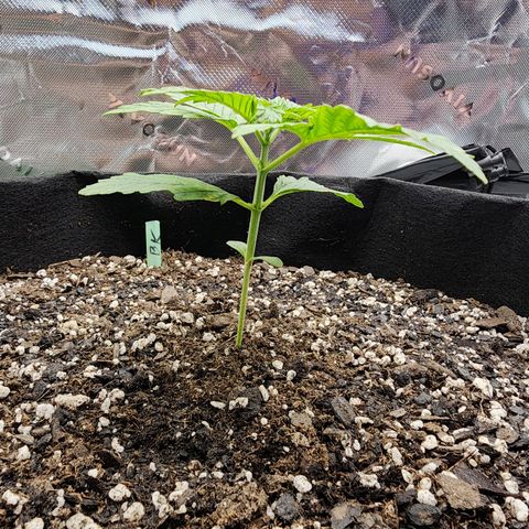 Bubba Kush growlog timeline photo