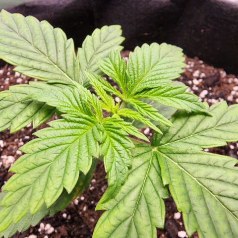 Bubba Kush growlog timeline photo