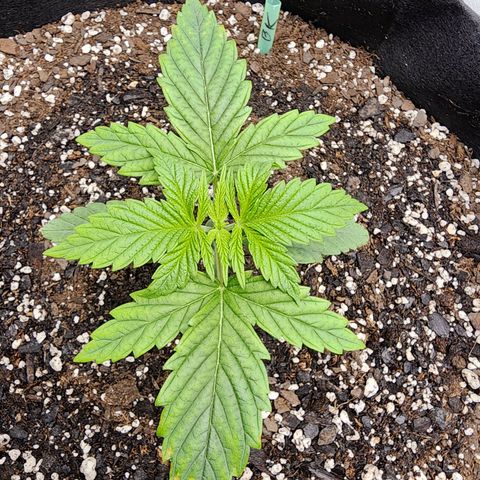Bubba Kush growlog timeline photo