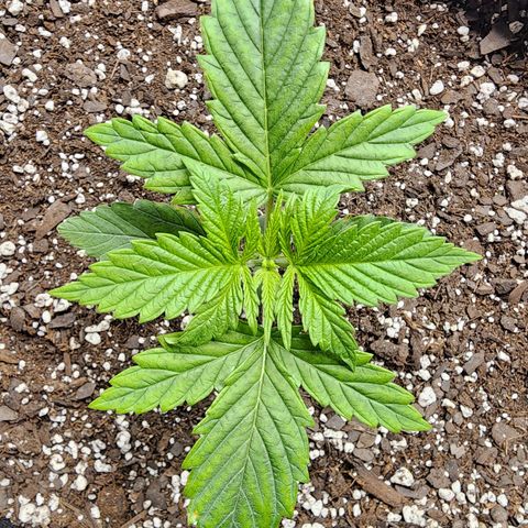 Bubba Kush growlog timeline photo