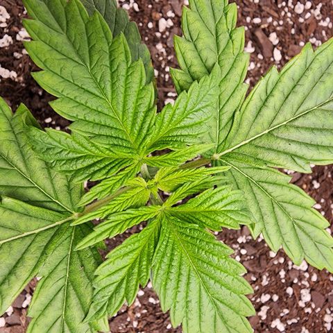 Bubba Kush growlog timeline photo