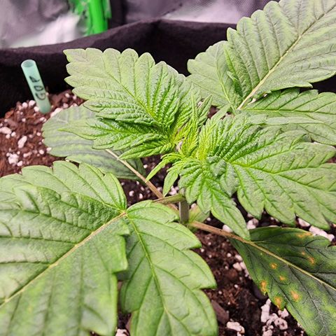 Granddaddy Purple growlog timeline photo