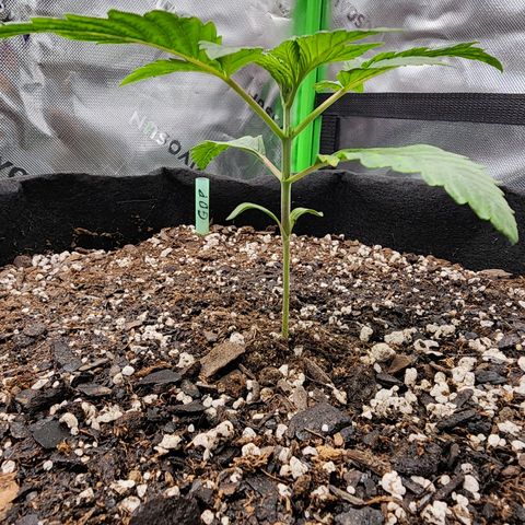 Granddaddy Purple growlog timeline photo