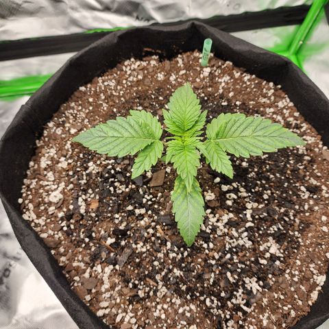 Granddaddy Purple growlog timeline photo