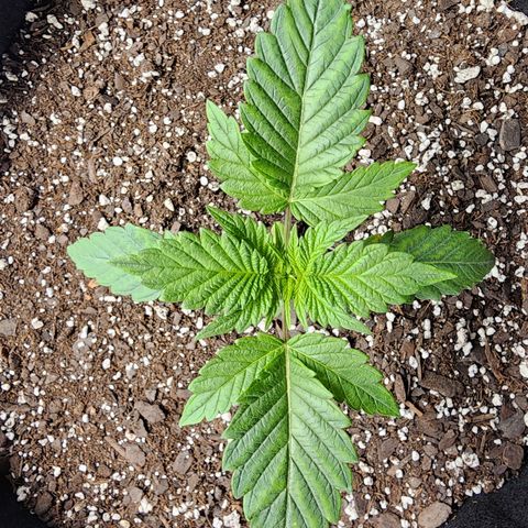 Granddaddy Purple growlog timeline photo