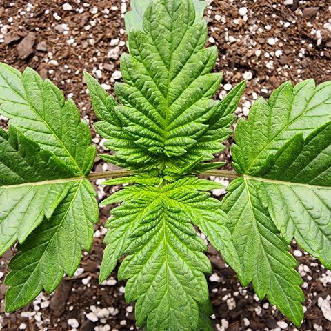 Granddaddy Purple growlog timeline photo