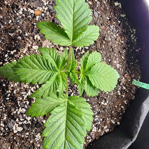 Granddaddy Purple growlog timeline photo