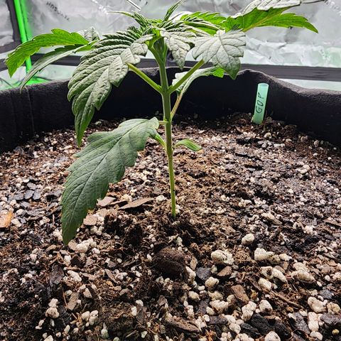 Granddaddy Purple growlog timeline photo