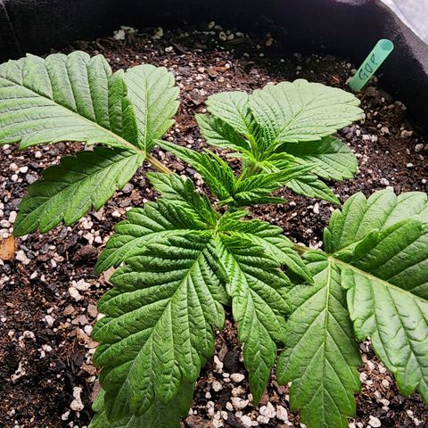 Granddaddy Purple growlog timeline photo