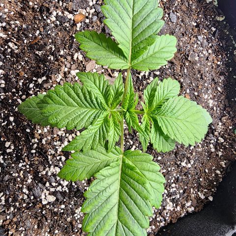 Granddaddy Purple growlog timeline photo