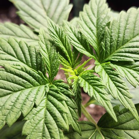 Bubba Kush growlog timeline photo