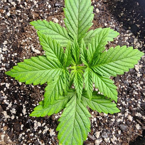Bubba Kush growlog timeline photo