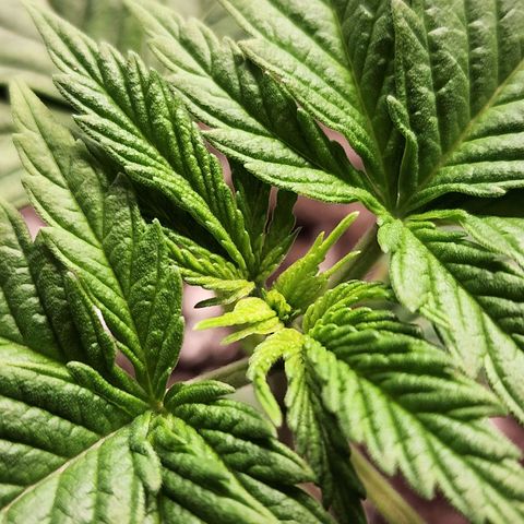 Bubba Kush growlog timeline photo