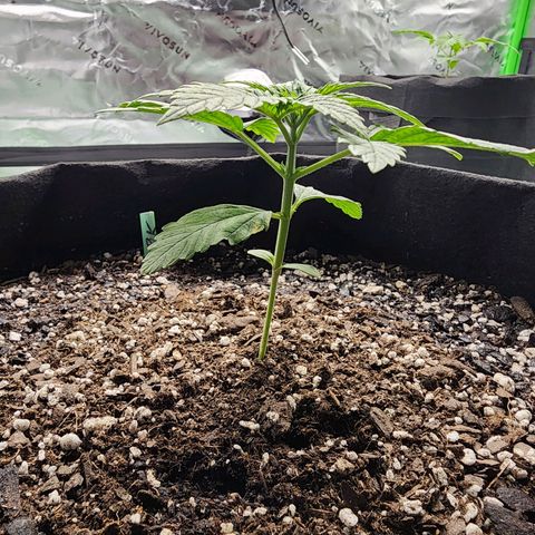 Bubba Kush growlog timeline photo