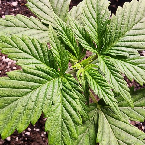 Bubba Kush growlog timeline photo