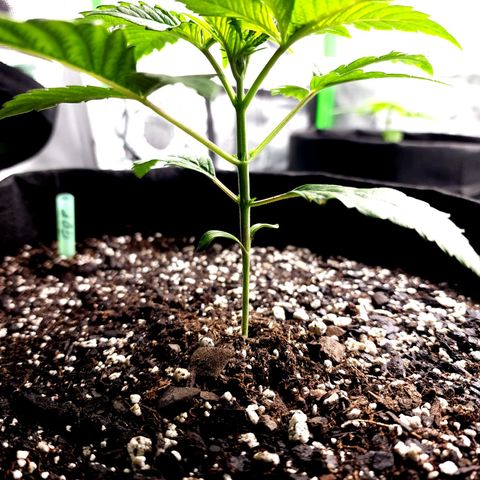 Granddaddy Purple growlog timeline photo