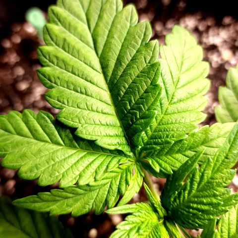 Granddaddy Purple growlog timeline photo