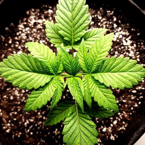 Granddaddy Purple growlog timeline photo
