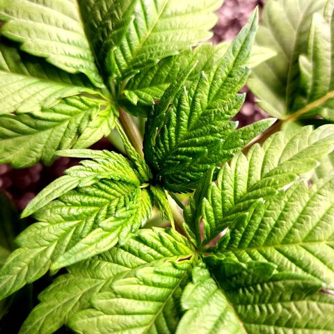 Granddaddy Purple growlog timeline photo