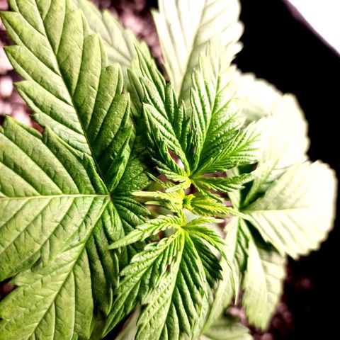 Bubba Kush growlog timeline photo
