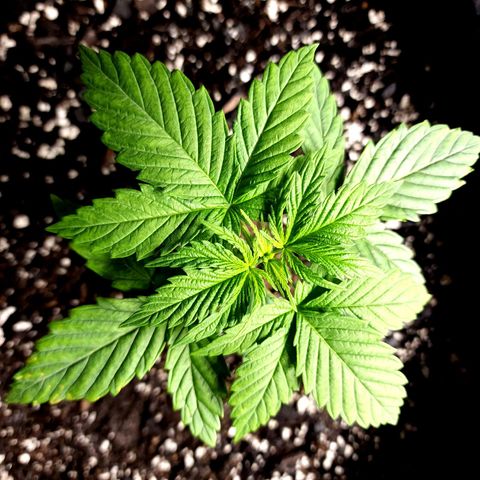 Bubba Kush growlog timeline photo