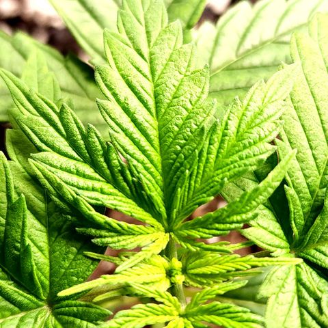 Bubba Kush growlog timeline photo