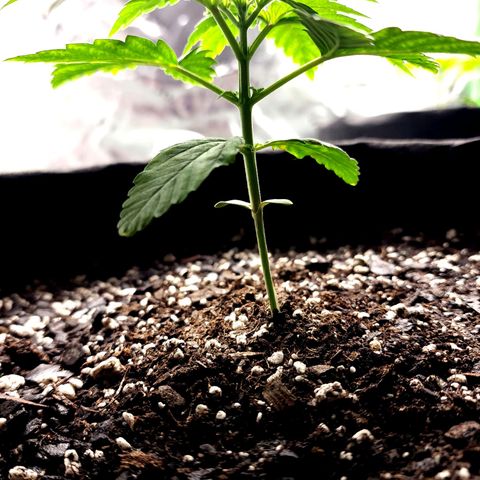 Bubba Kush growlog timeline photo