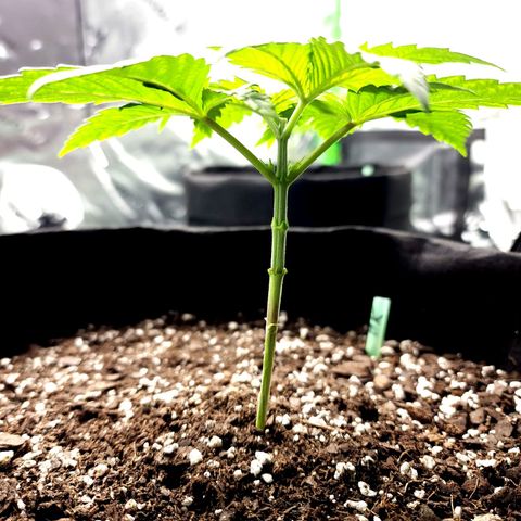 Bubba Kush growlog timeline photo