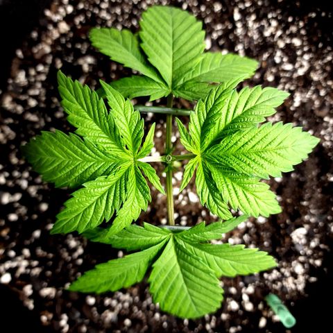 Bubba Kush growlog timeline photo