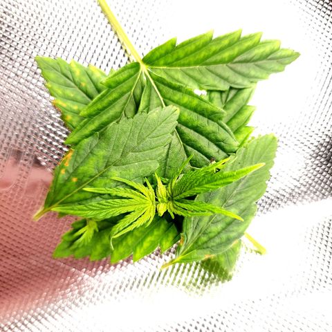 Bubba Kush growlog timeline photo