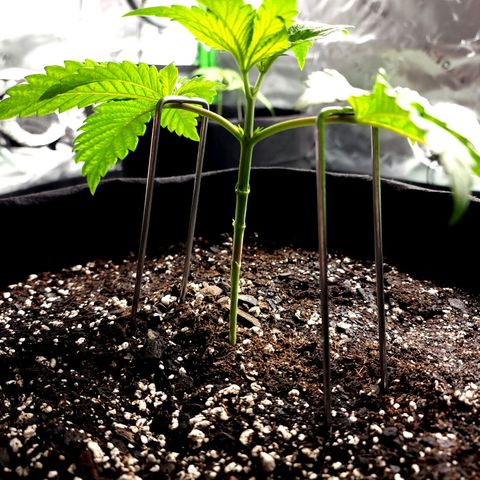 Granddaddy Purple growlog timeline photo