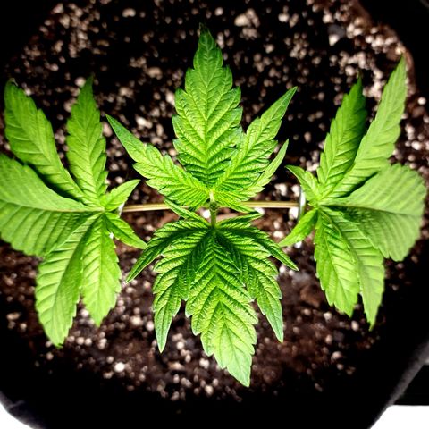 Granddaddy Purple growlog timeline photo